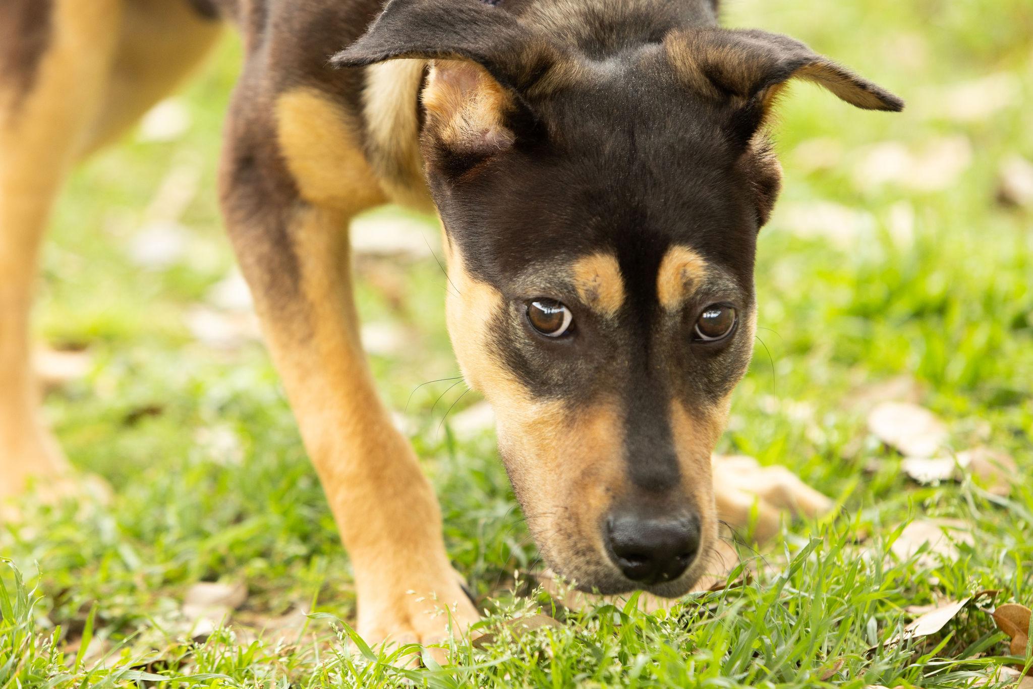 Enlarge Sarge, a Adoptable mixed breed in Seattle, WA image 2/5
