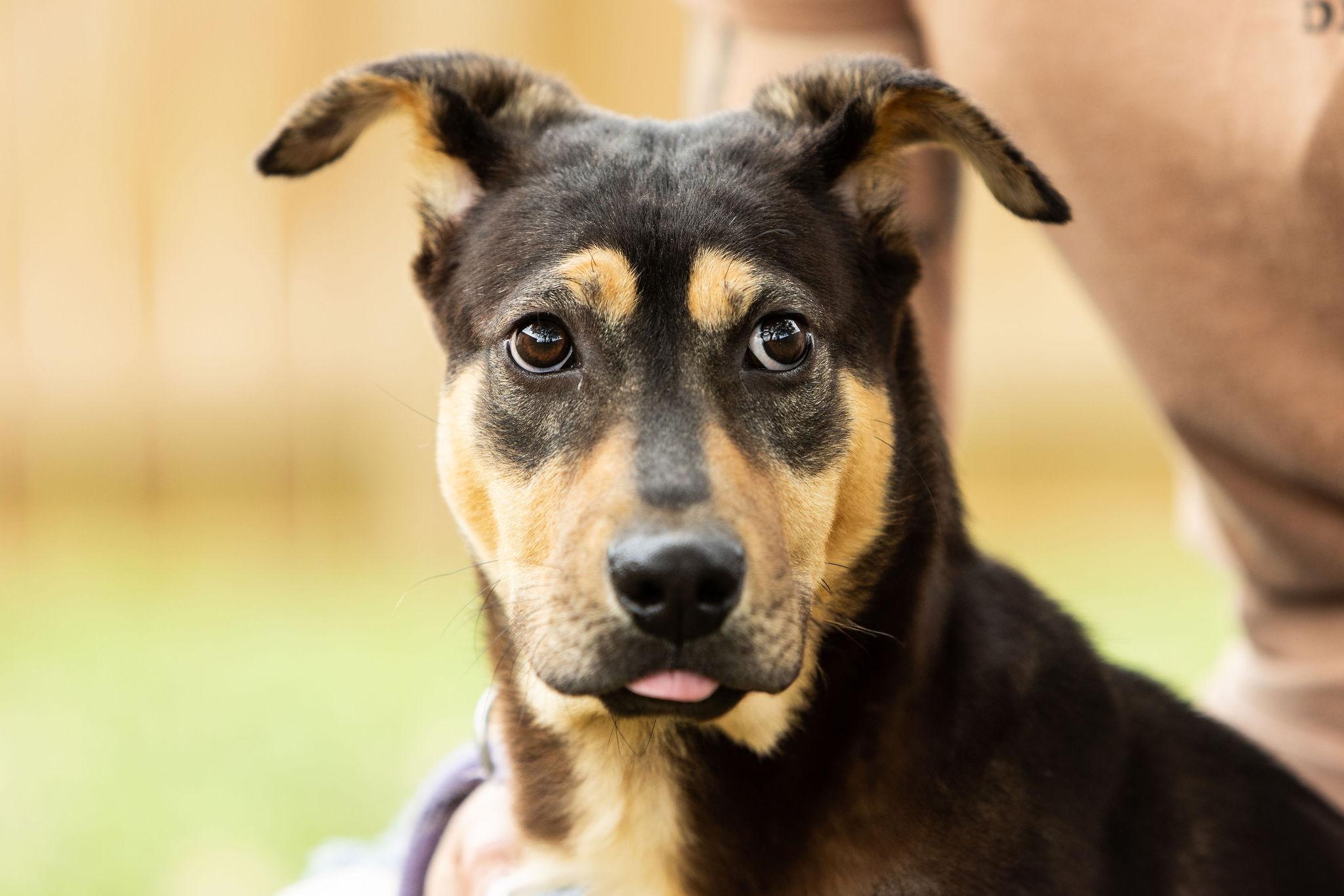 Enlarge Sarge, a Adoptable mixed breed in Seattle, WA image 3/5