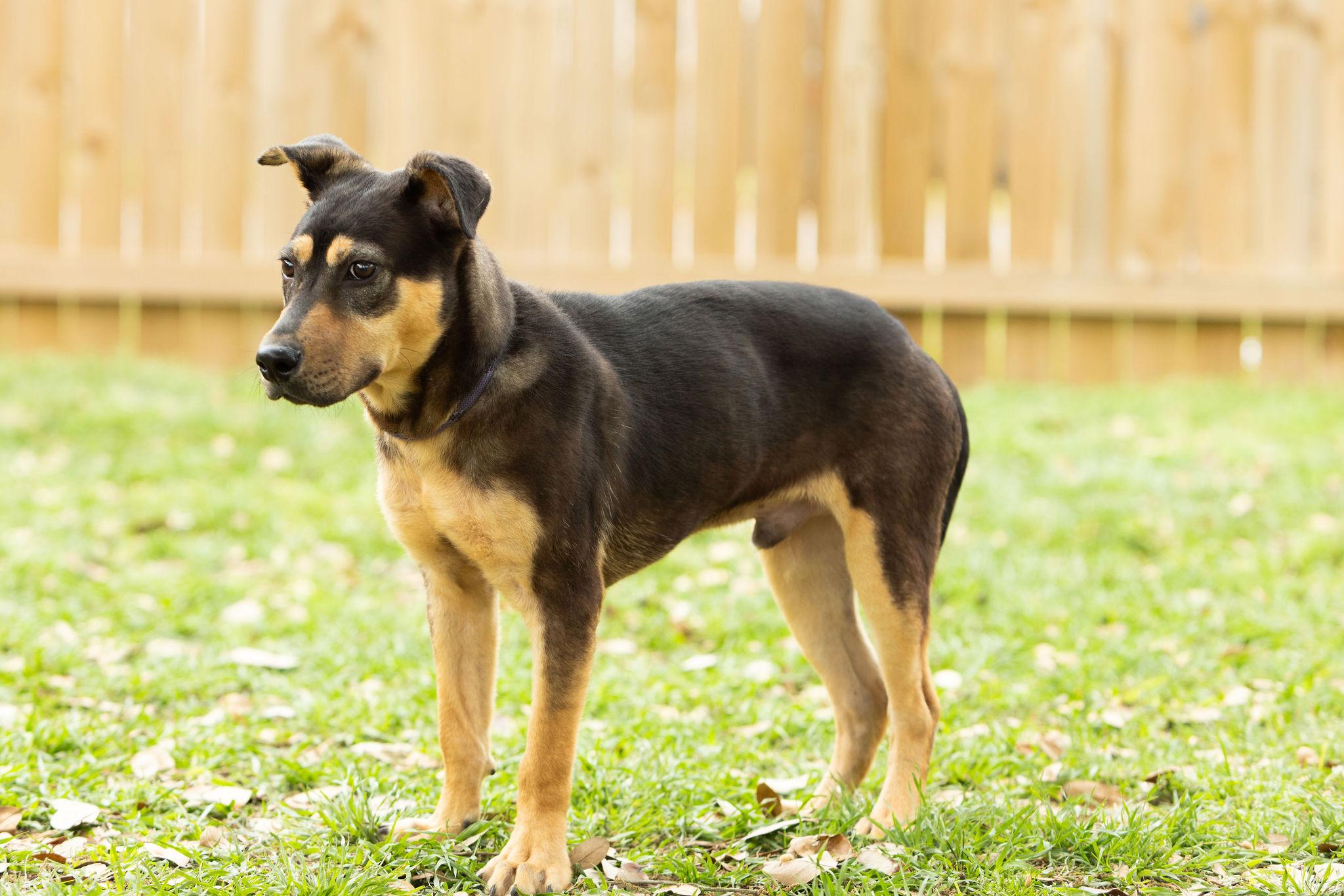 Enlarge Sarge, a Adoptable mixed breed in Seattle, WA image 4/5
