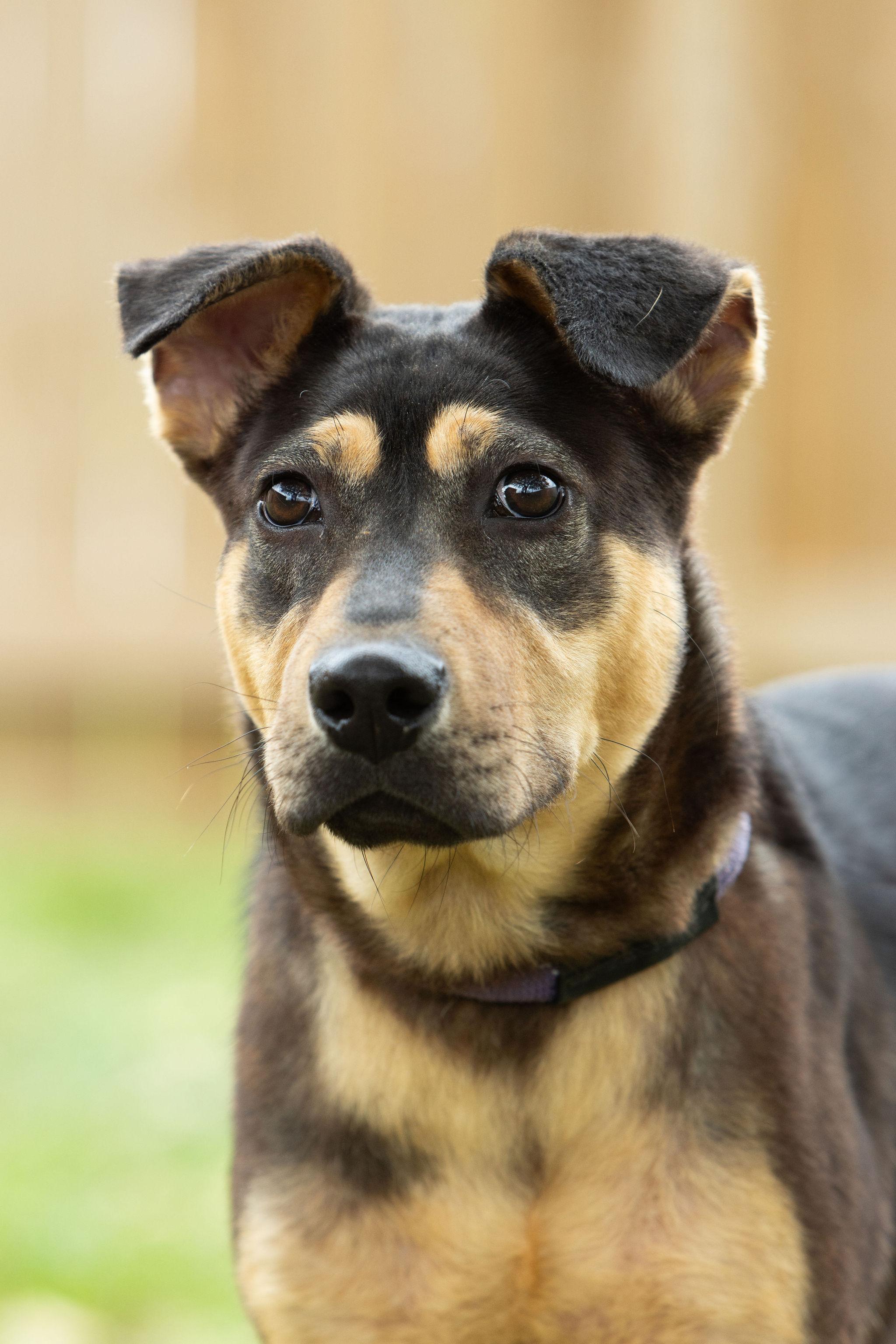Enlarge Sarge, a Adoptable mixed breed in Seattle, WA image 5/5