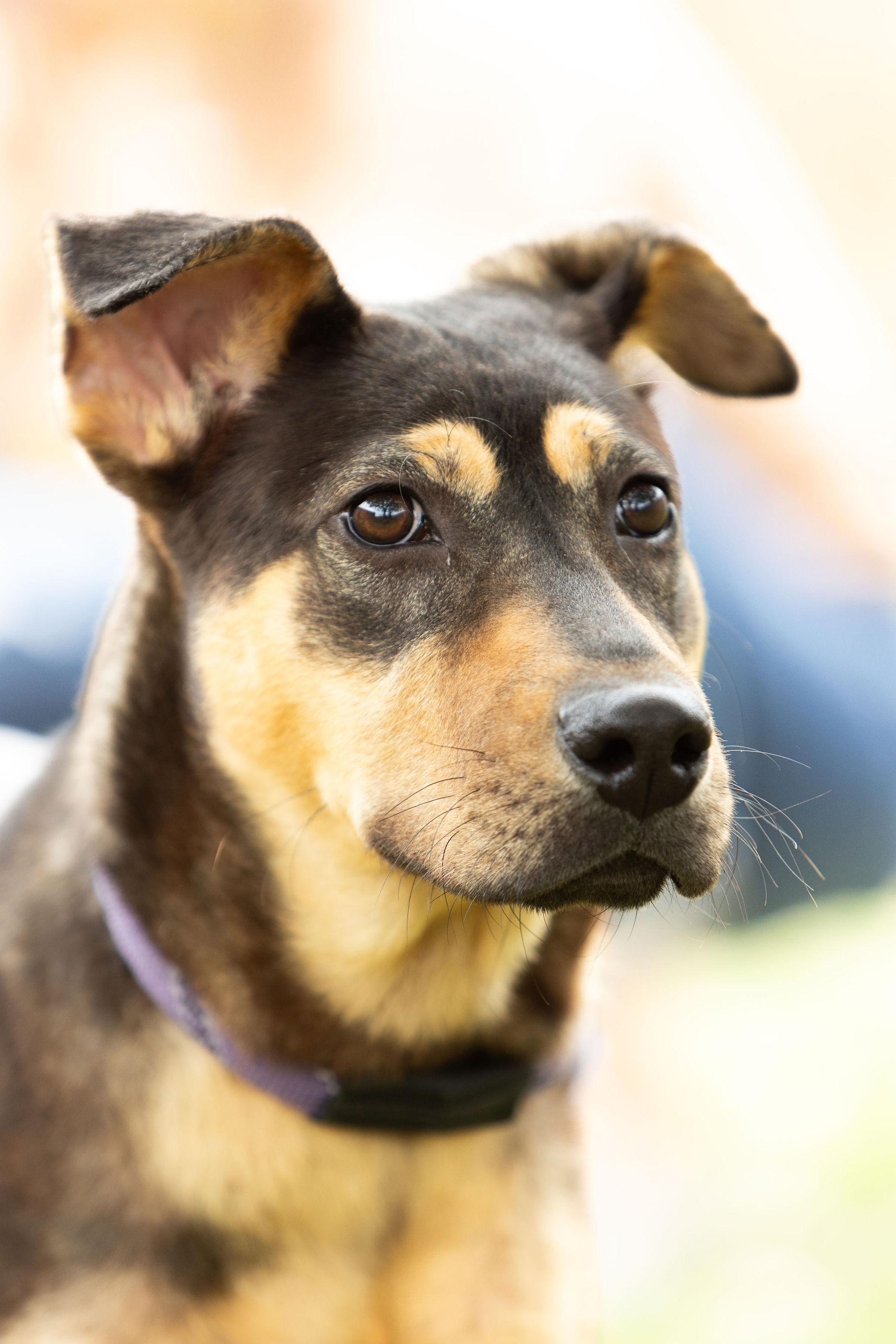 Sarge, Adoptable, Young Male Hound.