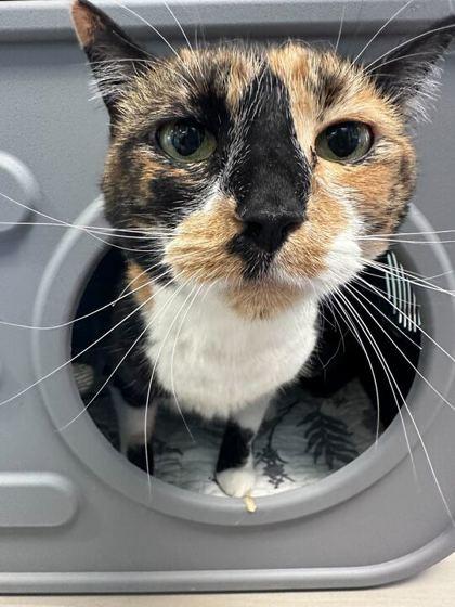 Enlarge Alain, a Adoptable mixed breed in Daytona Beach, FL image 1/2