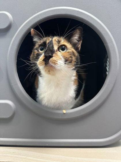 Enlarge Alain, a Adoptable mixed breed in Daytona Beach, FL image 2/2