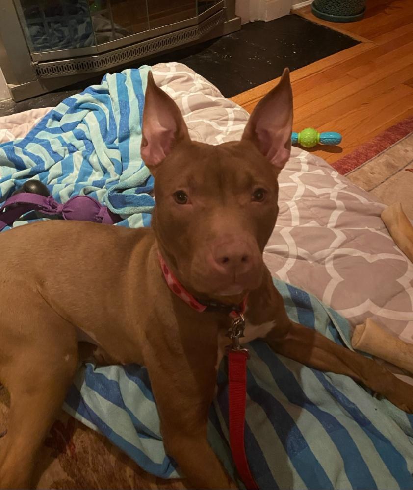SIENNA (cc#7069), Adult Female Pit Bull Terrier