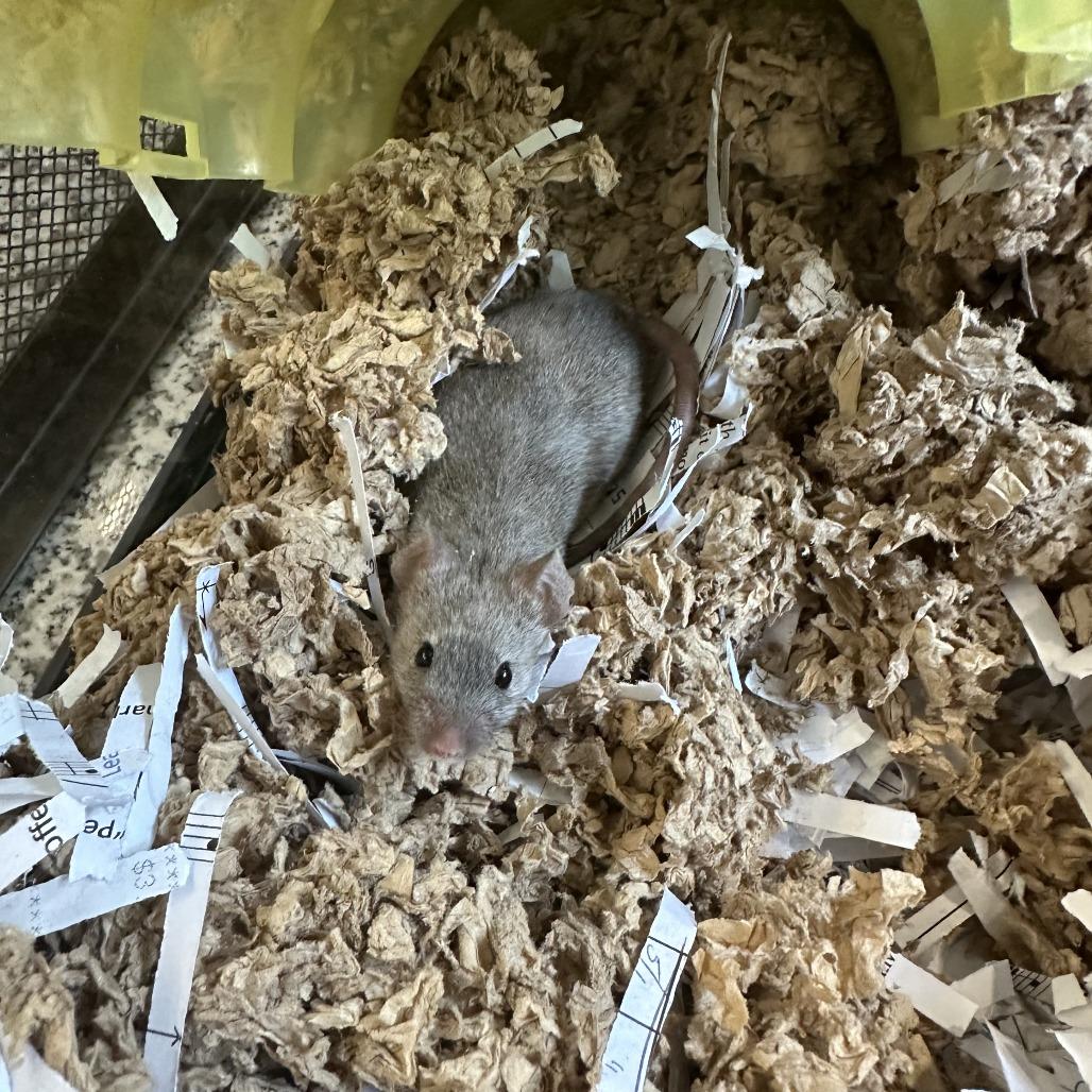 Enlarge Black Bean, a Adoptable Mouse in Bedford, NH image 1/2