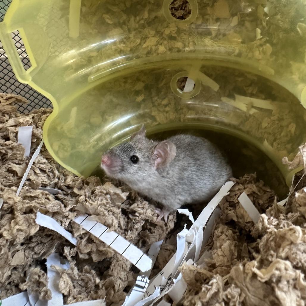 Enlarge Black Bean, a Adoptable Mouse in Bedford, NH image 2/2