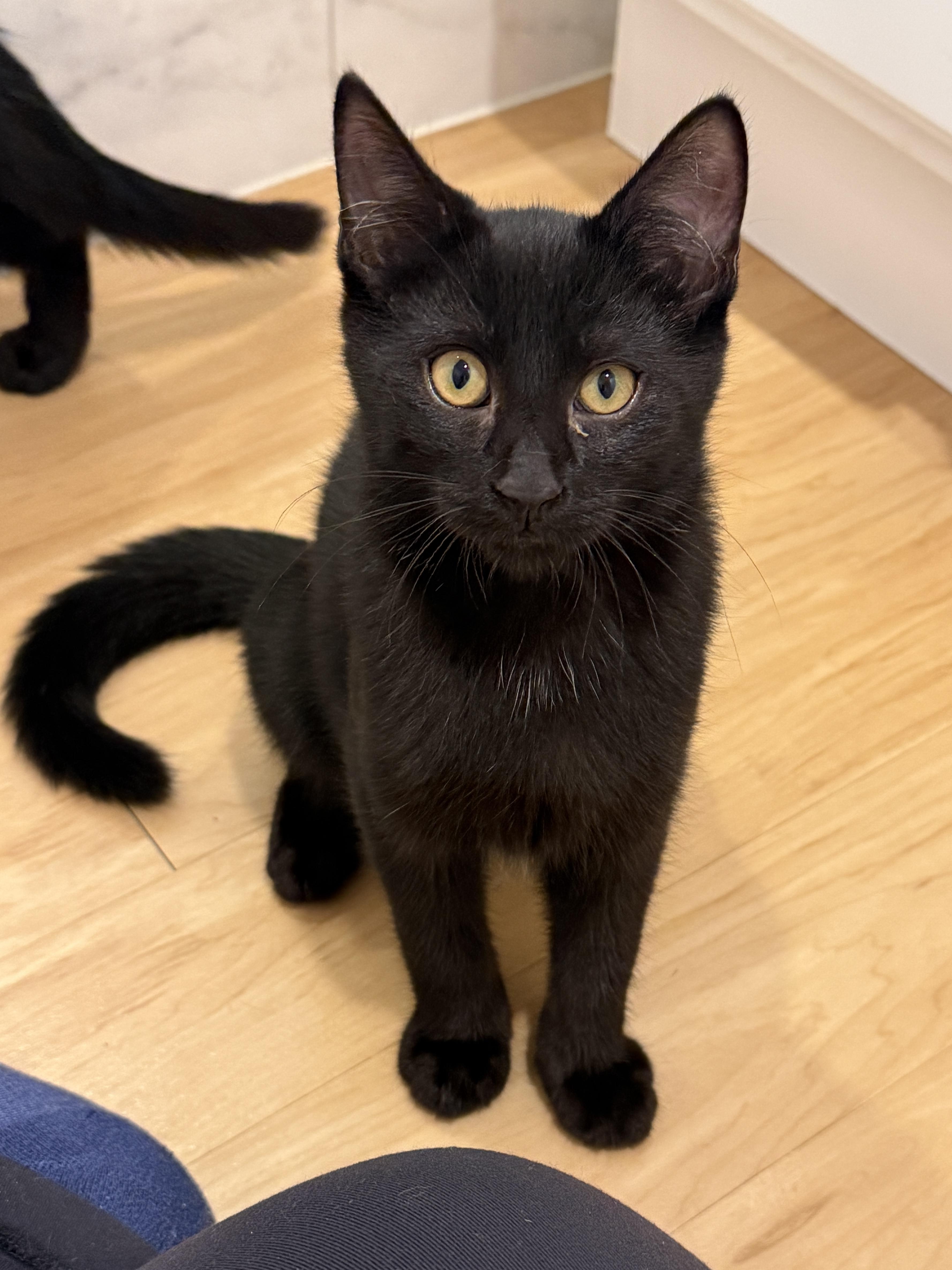 Marvin, Adoptable, Kitten Male Domestic Short Hair.
