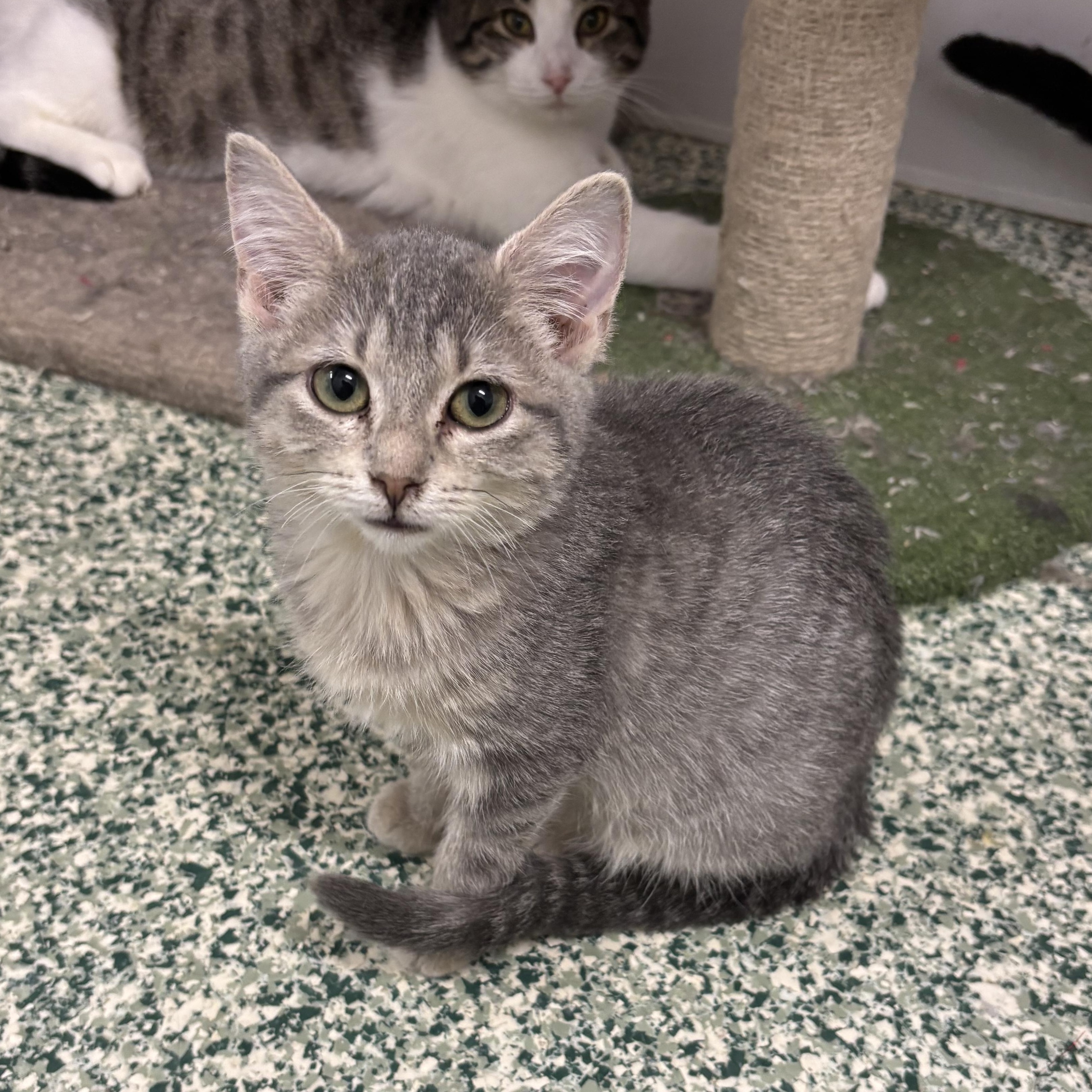 Enlarge Clarice, an adopted Domestic Short Hair in Richland Center, WI image 1/1