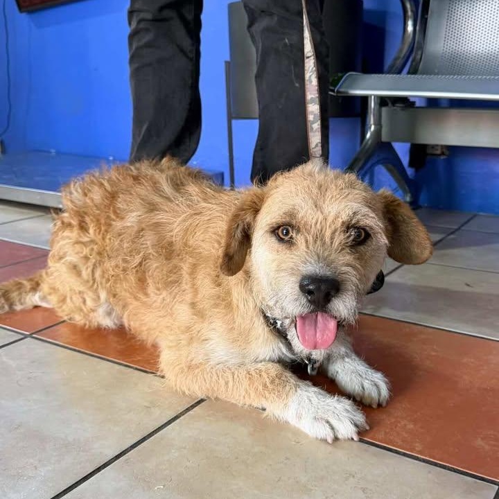 Benito, a ADOPTABLE mixed breed in Tijuana, BCN image 4/5