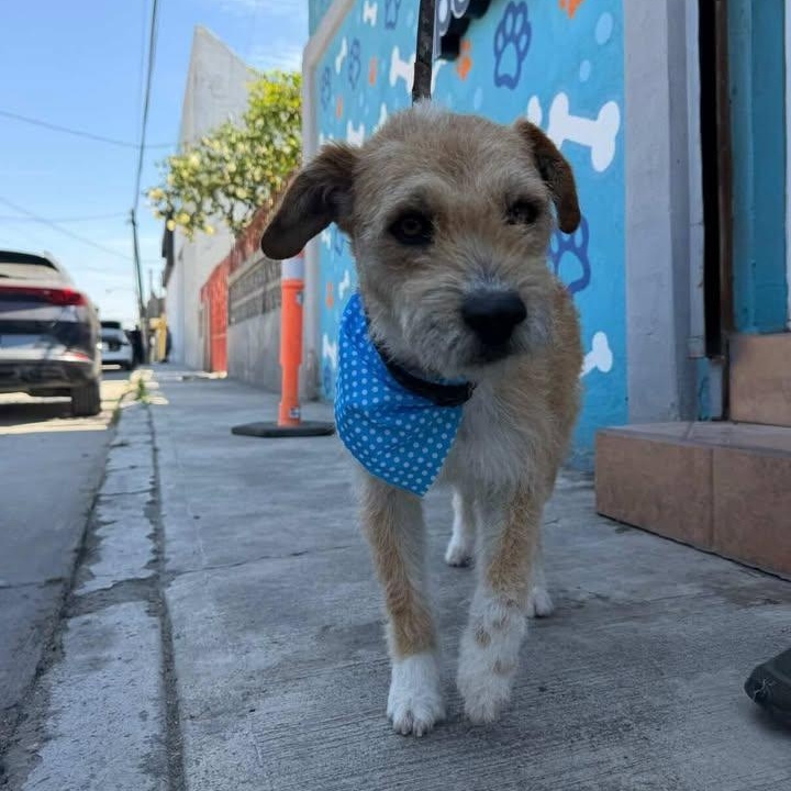 Benito, ADOPTABLE, Adult Male Schnauzer & Terrier.