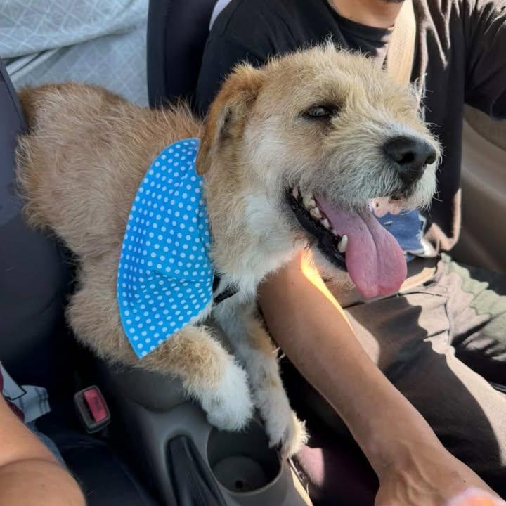 Benito, a ADOPTABLE mixed breed in Tijuana, BCN image 2/5