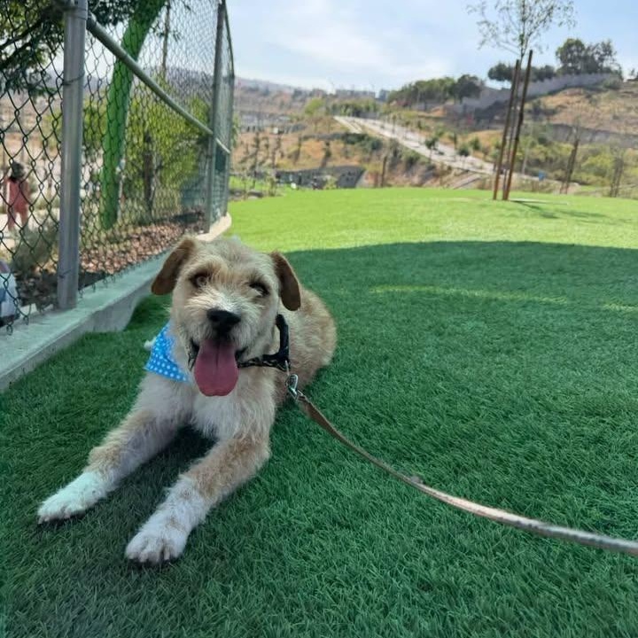 Benito, a ADOPTABLE mixed breed in Tijuana, BCN image 3/5