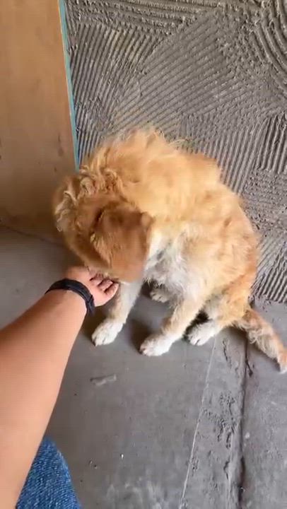 Enlarge Benito, a ADOPTABLE mixed breed in Tijuana, BCN video 5/5