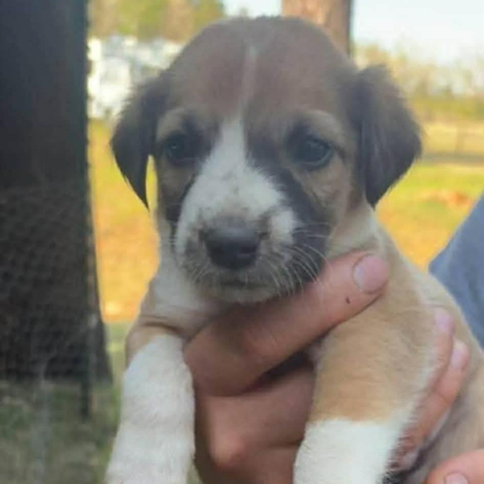 Enlarge Forest, a Adoptable mixed breed in Phoenix, MD image 2/2