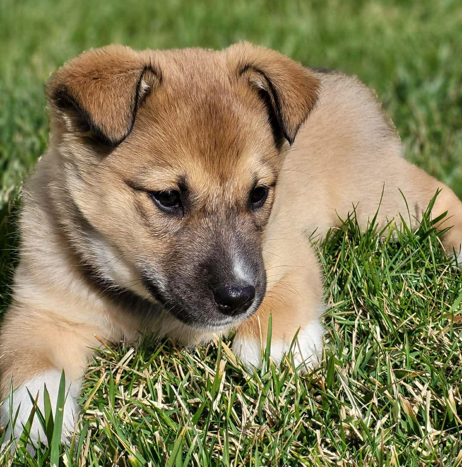 Elizabeth, Adoptable, Puppy Female Siberian Husky.