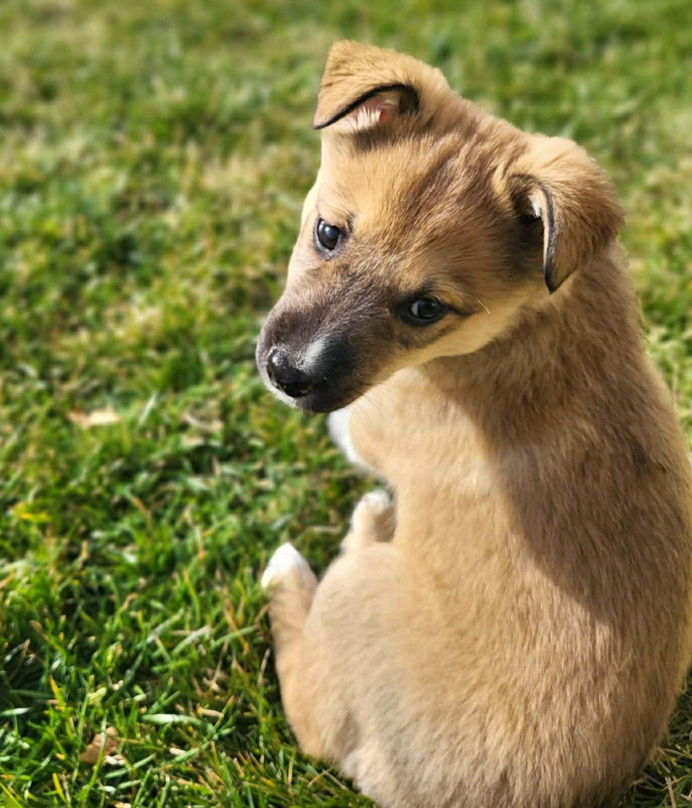 Elizabeth, a Adoptable mixed breed in LEWISTON, ID image 2/3