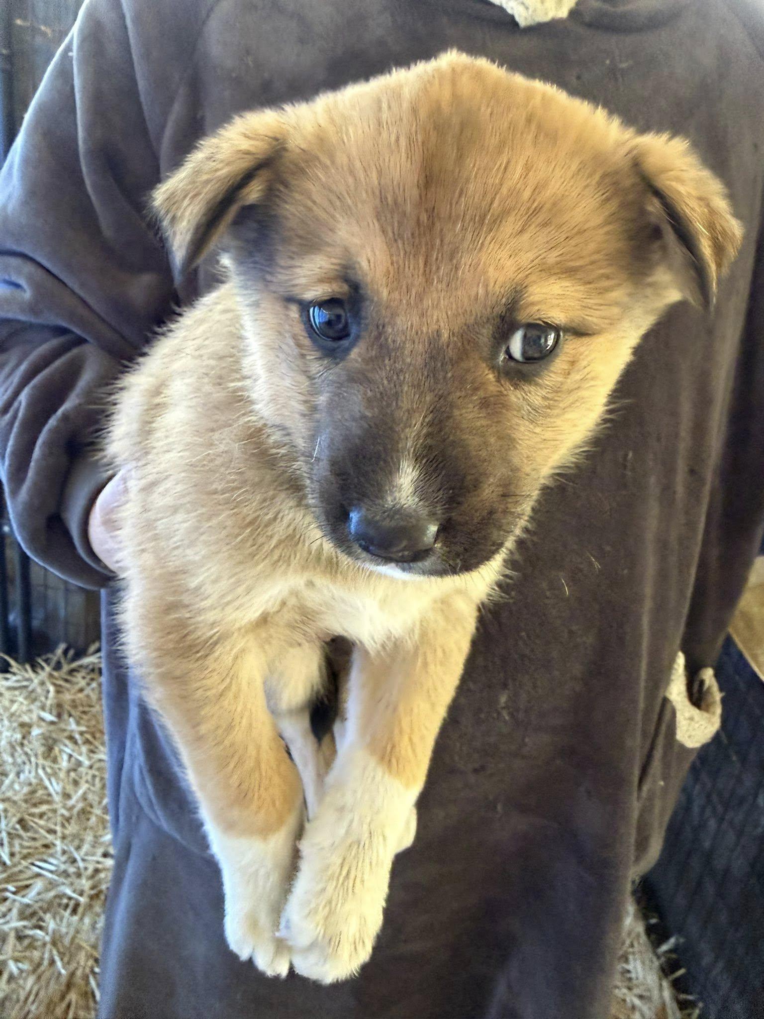 Elizabeth, a Adoptable mixed breed in LEWISTON, ID image 3/3