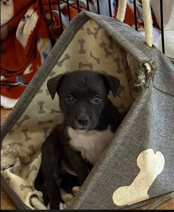 Enlarge Lilah, a ADOPTABLE mixed breed in Eutawville, SC image 5/6