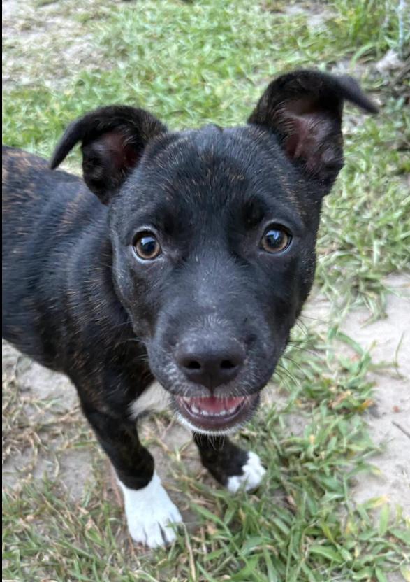 Lilah, ADOPTABLE, Puppy Female Mixed Breed.