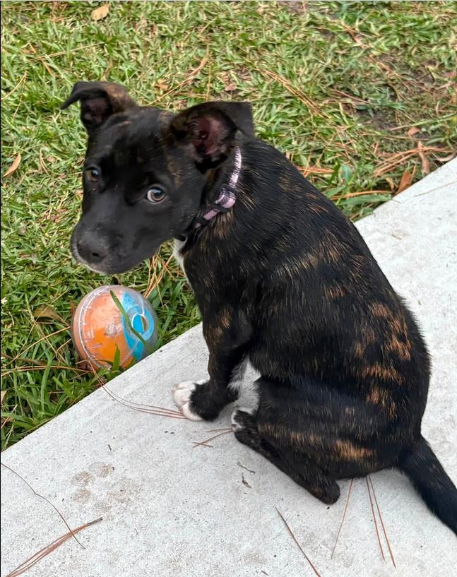 Lilah, ADOPTABLE, Puppy Female Mixed Breed.