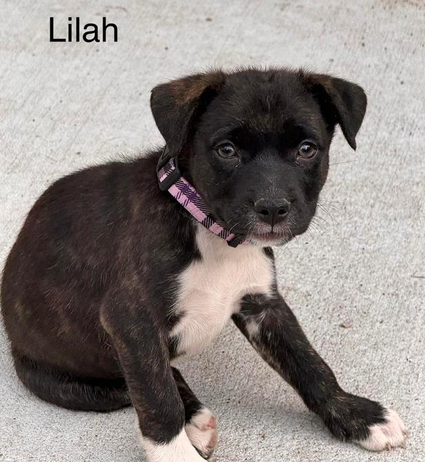 Enlarge Lilah, a ADOPTABLE mixed breed in Eutawville, SC image 3/6