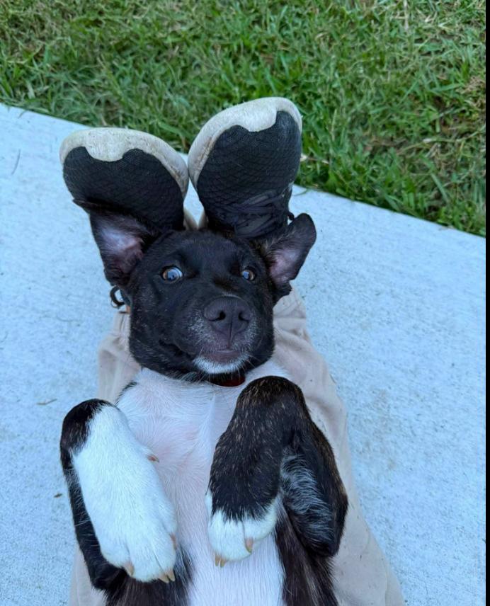 Lilah, ADOPTABLE, Puppy Female Mixed Breed.