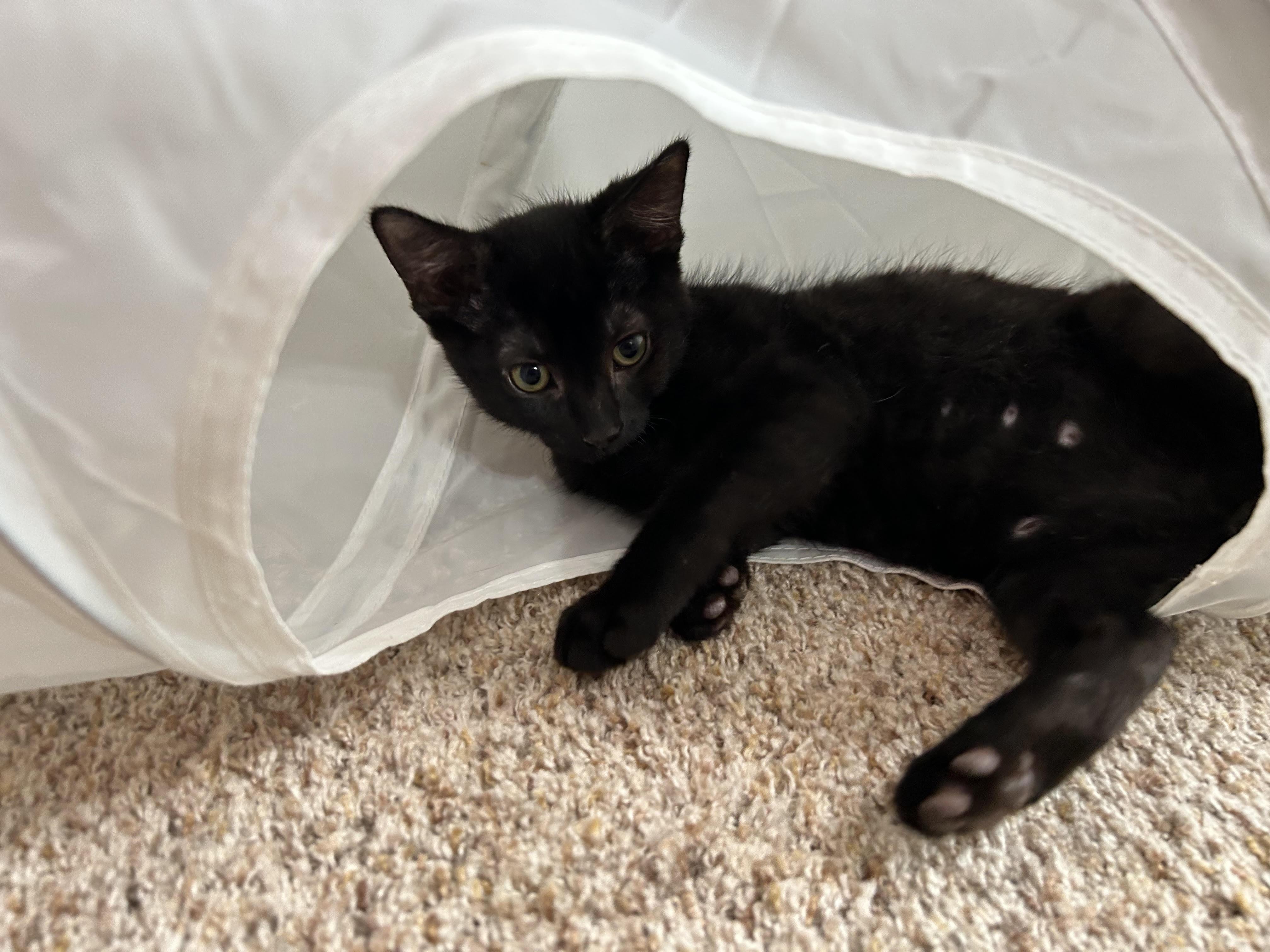 Cow - August adoption special