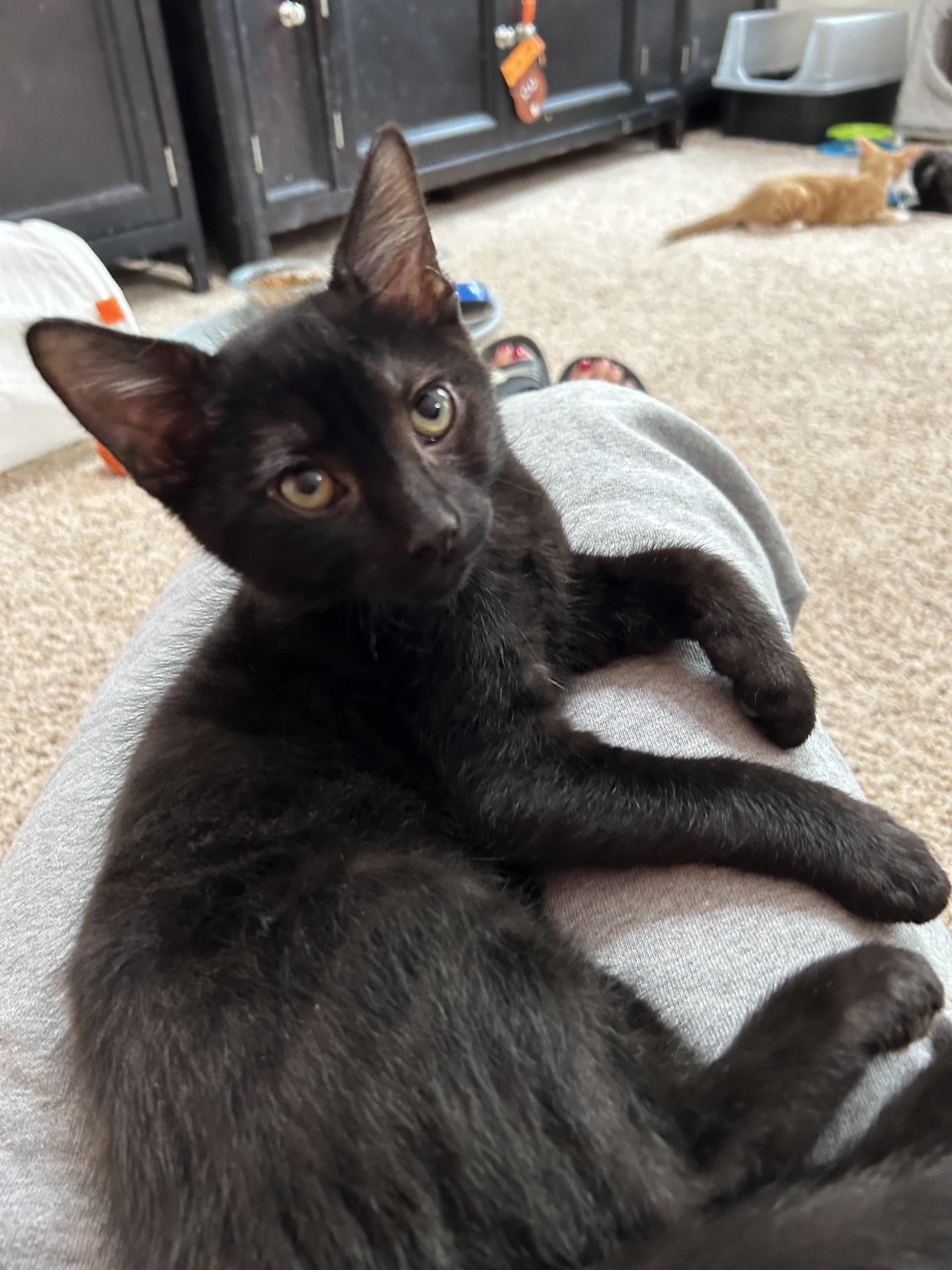 Cow - August adoption special