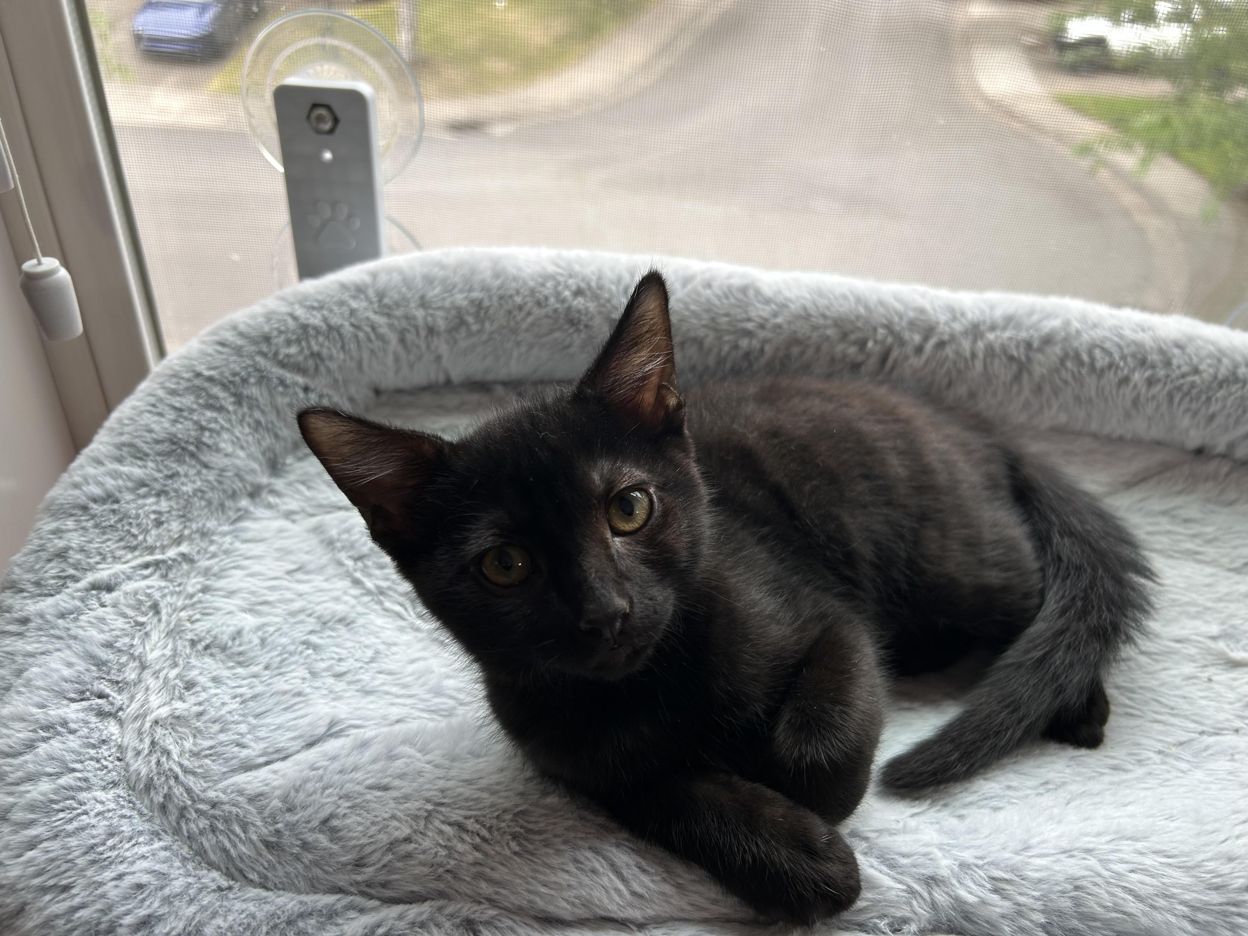 Cow - August adoption special