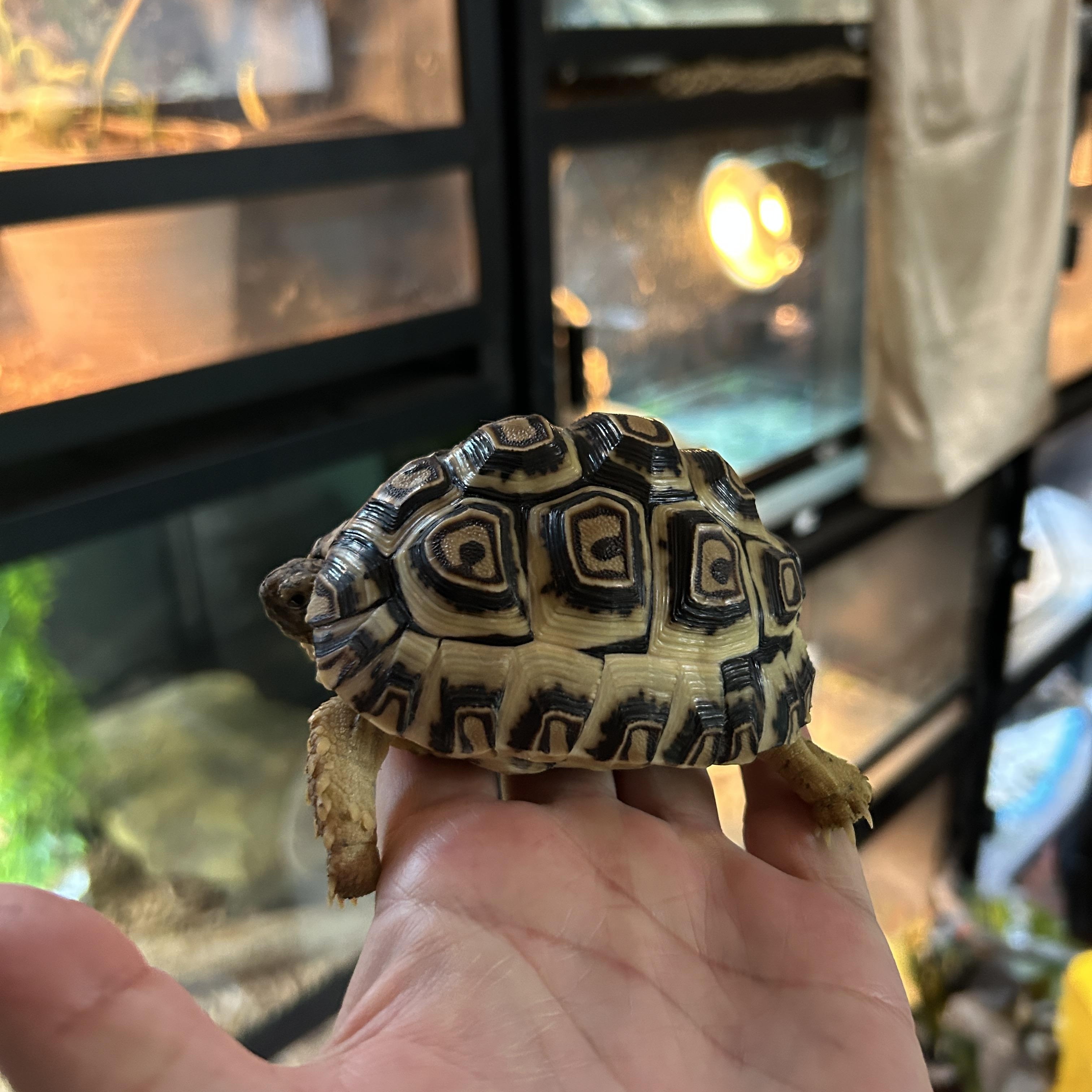 Enlarge Billie Leopard Tortoise, an adoptable Leopard in Concord, CA image 1/1
