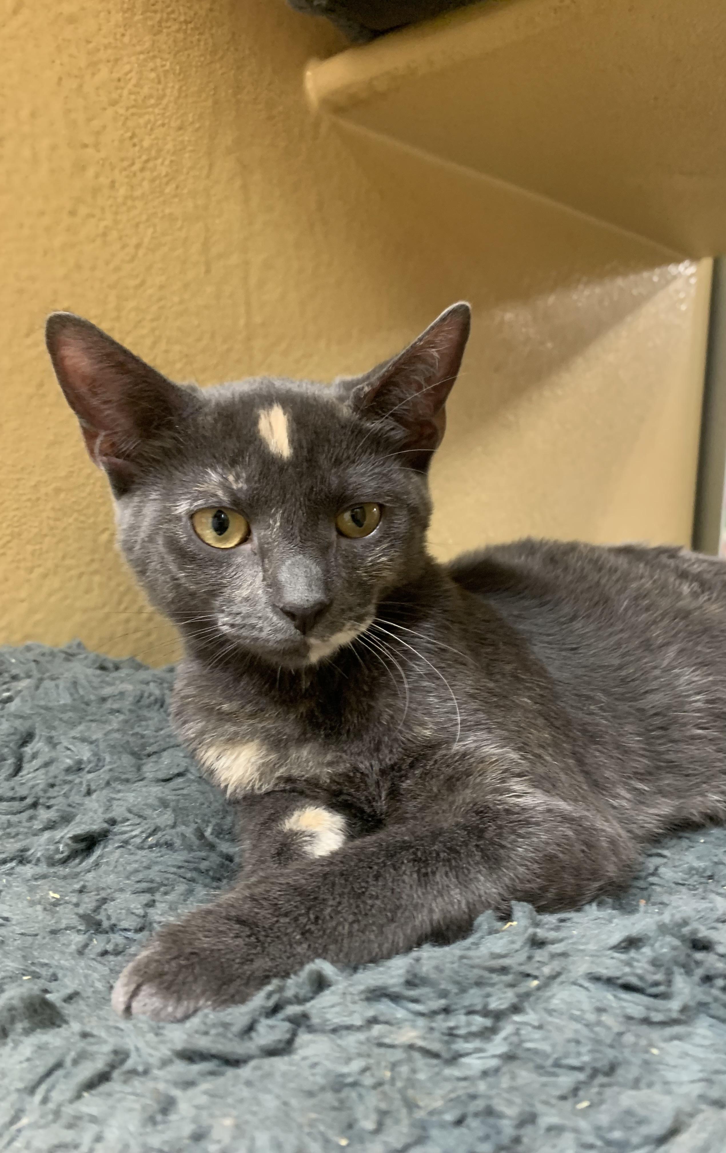 Rosie, ADOPTABLE, Kitten Female Domestic Short Hair.