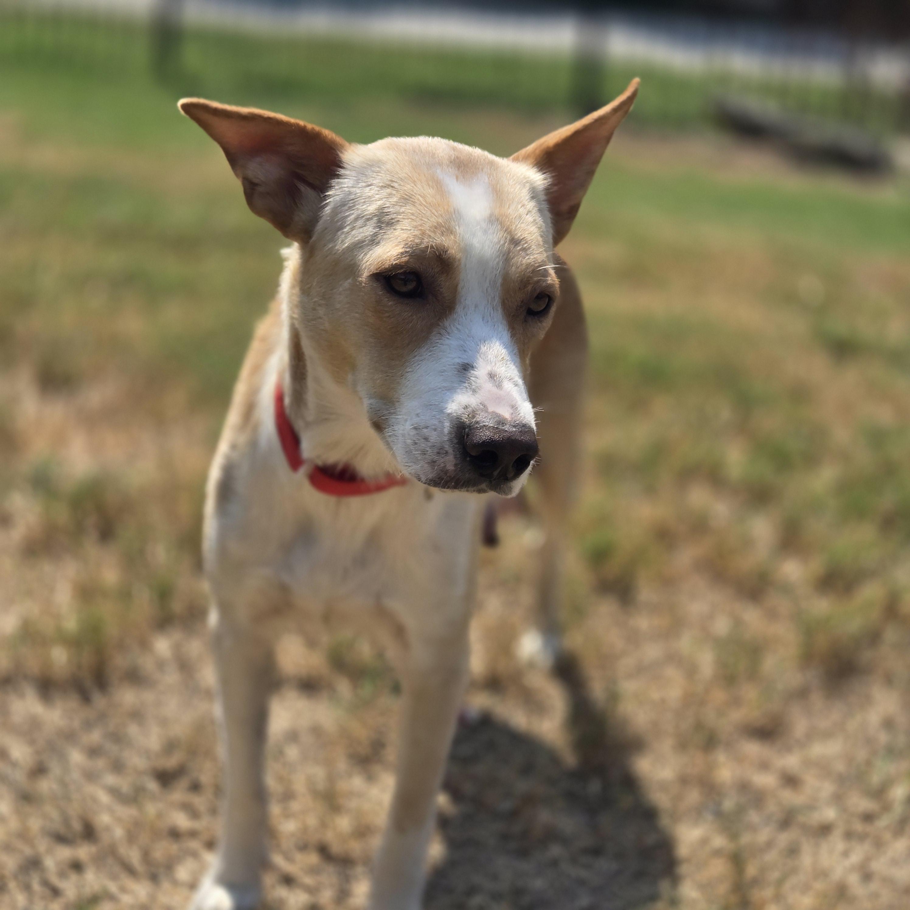 Enlarge Loretta, a Adoptable mixed breed in Mansfield, TX image 2/5