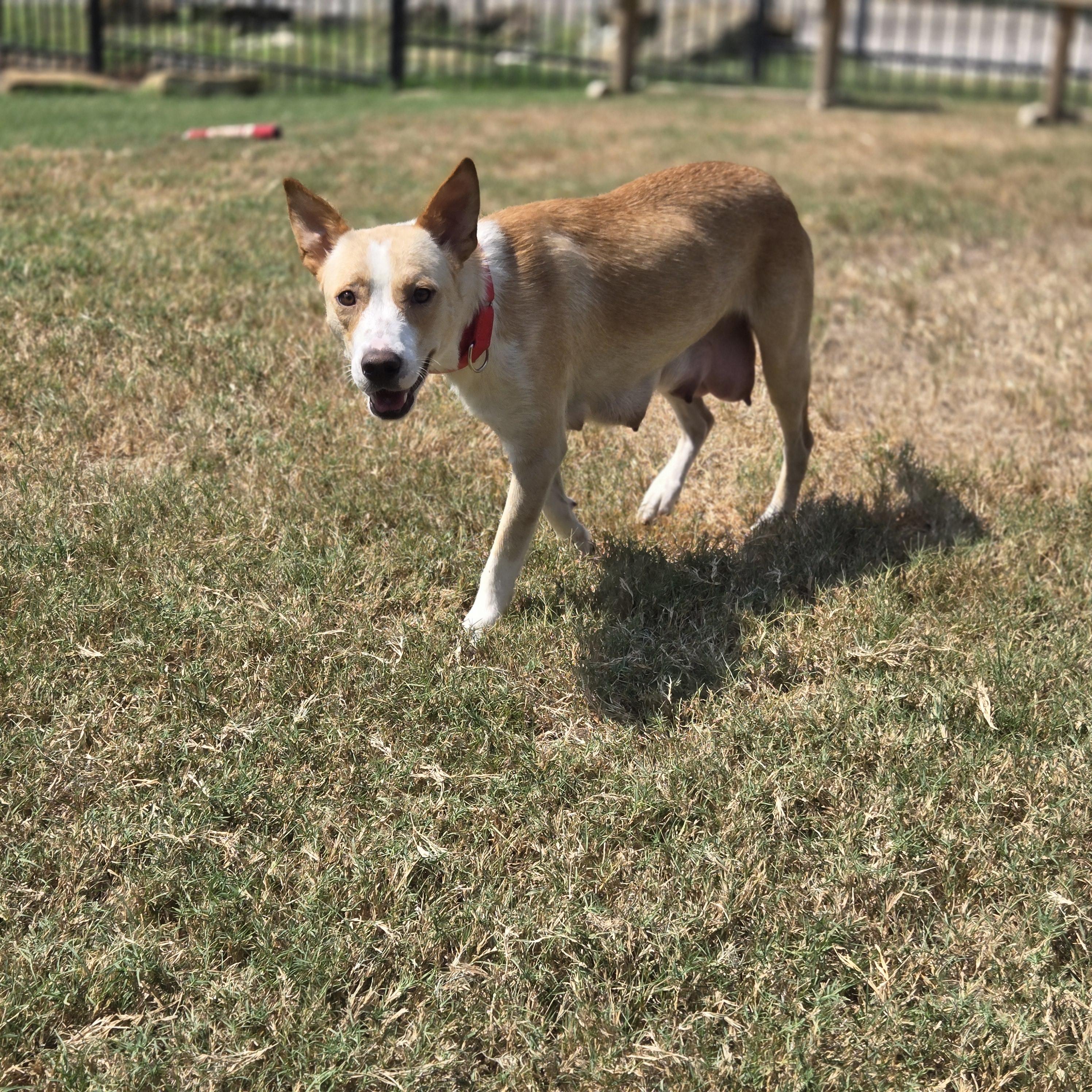 Enlarge Loretta, a Adoptable mixed breed in Mansfield, TX image 3/5