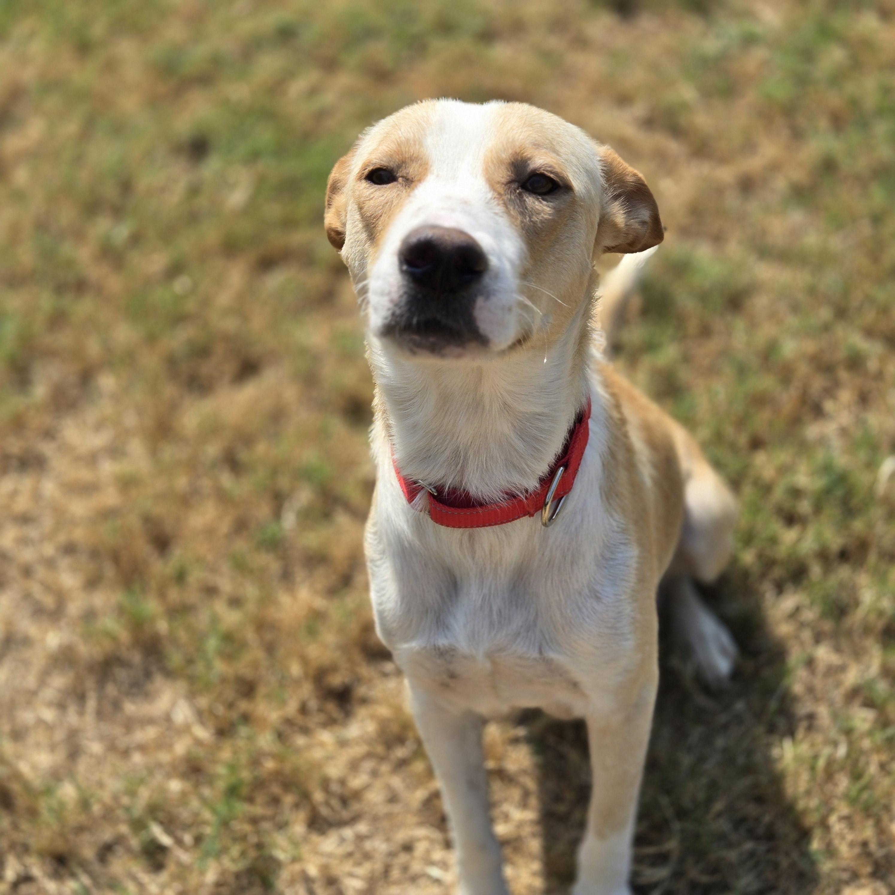 Enlarge Loretta, a Adoptable mixed breed in Mansfield, TX image 4/5