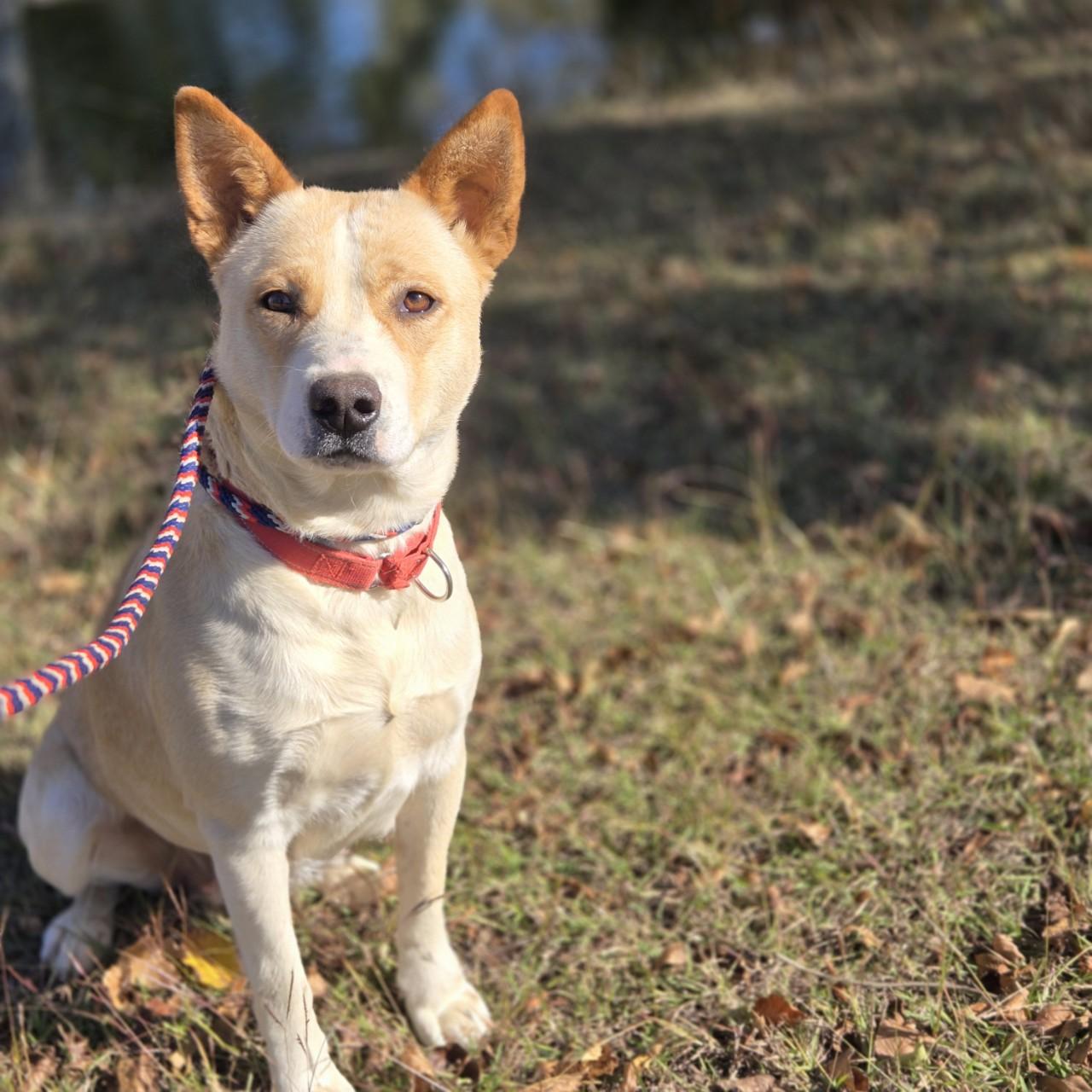 Enlarge Loretta, a Adoptable mixed breed in Mansfield, TX image 1/5