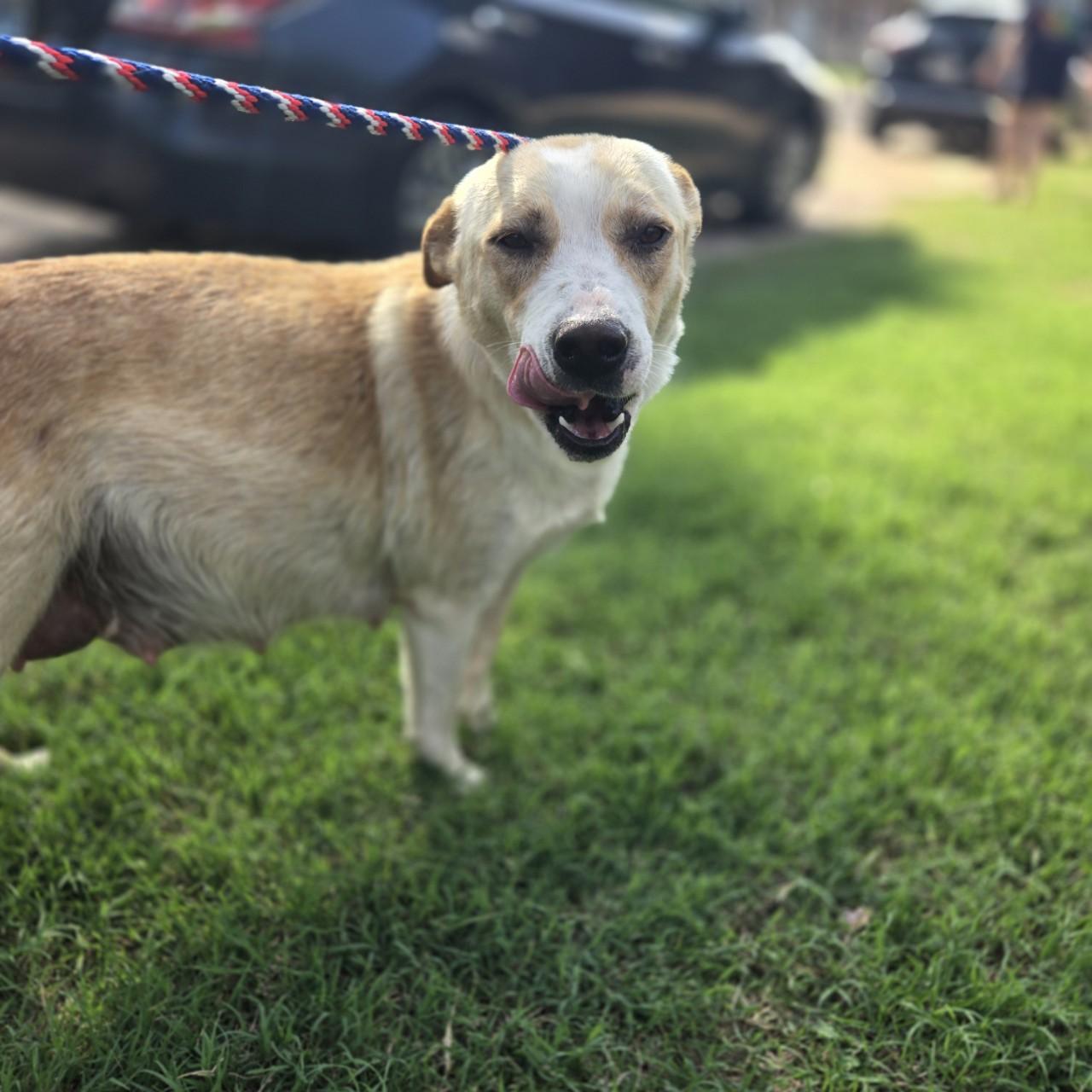 Enlarge Loretta, a Adoptable mixed breed in Mansfield, TX image 5/5