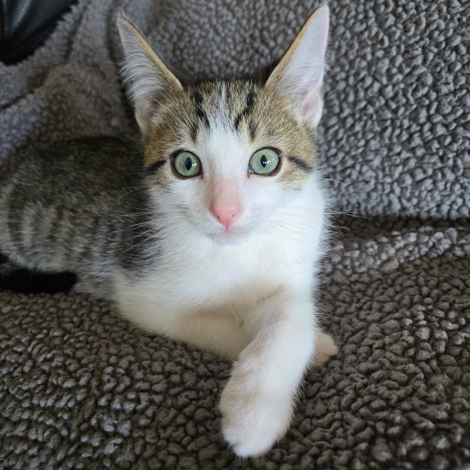 Beans, a Adoptable Domestic Short Hair in Kamloops, BC image 1/5