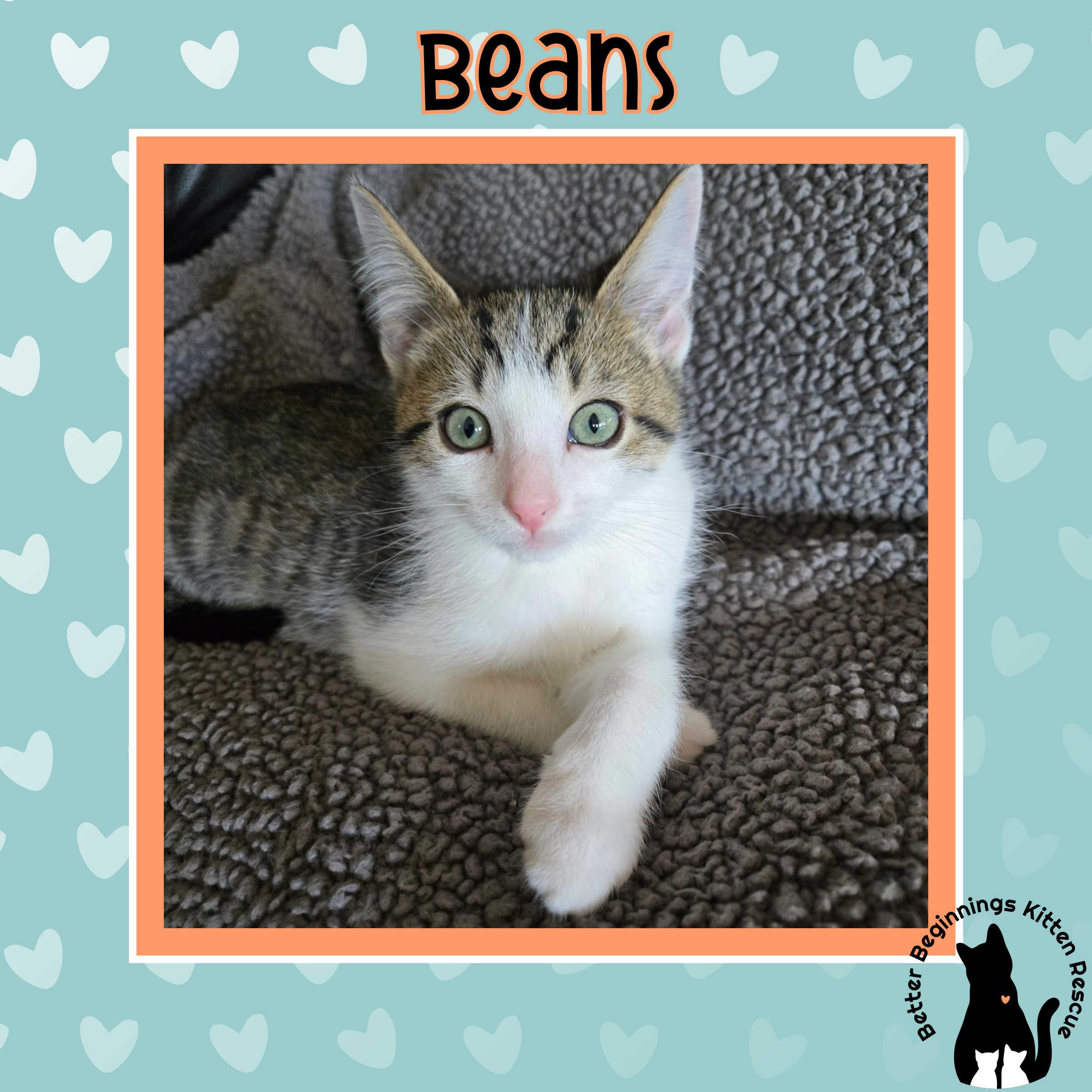 Beans, a Adoptable Domestic Short Hair in Kamloops, BC image 2/5