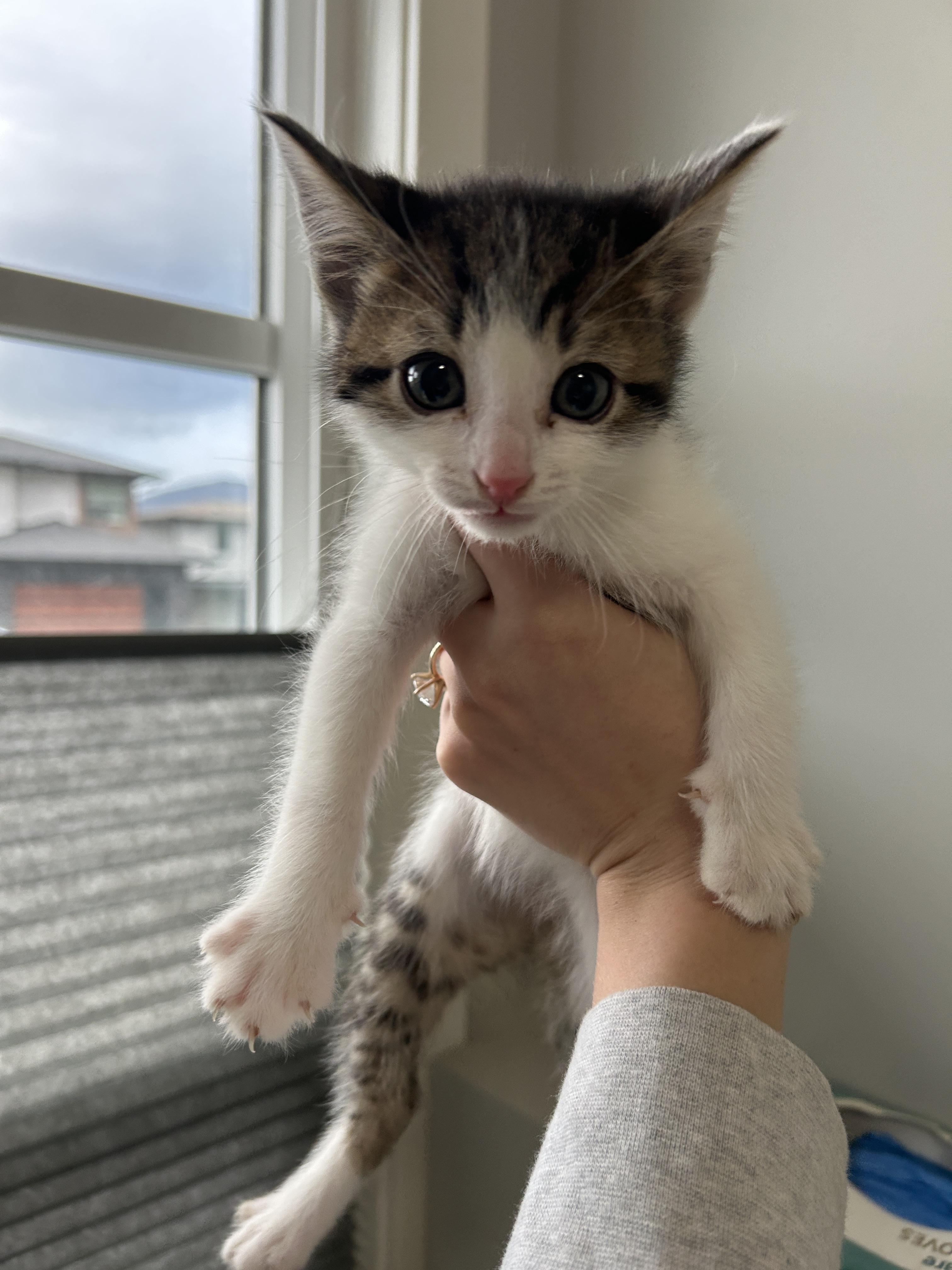 Beans, a Adoptable Domestic Short Hair in Kamloops, BC image 3/5