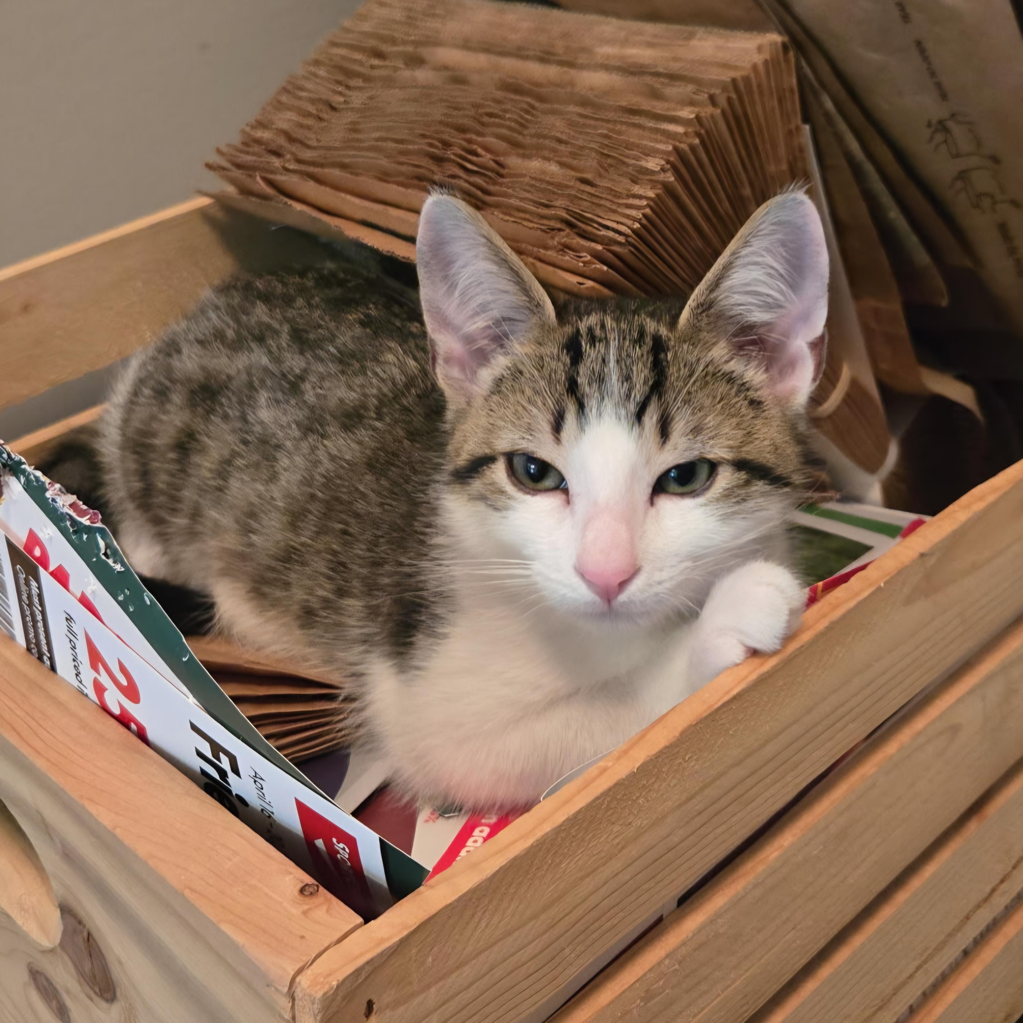 Beans, a Adoptable Domestic Short Hair in Kamloops, BC image 4/5