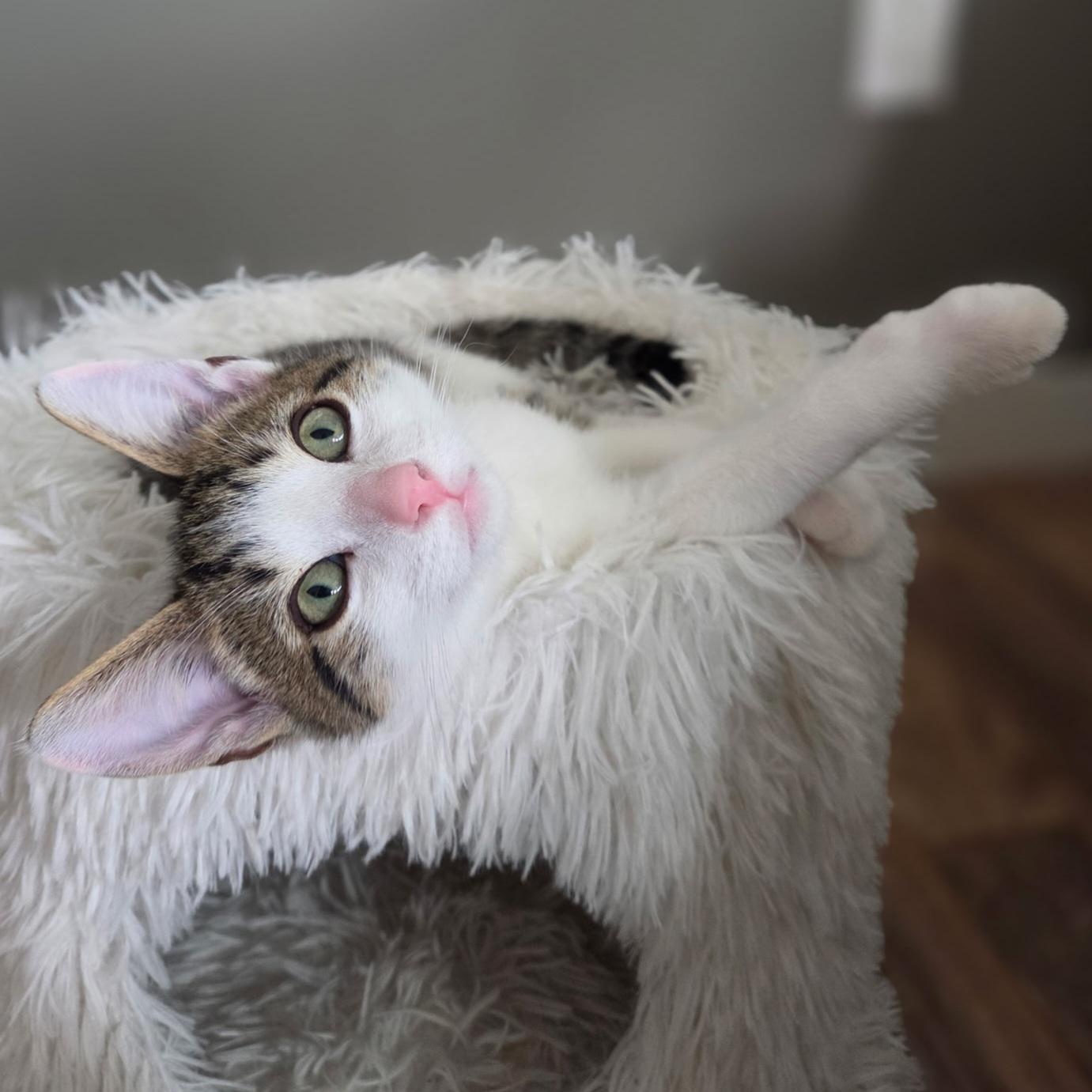 Beans, a Adoptable Domestic Short Hair in Kamloops, BC image 5/5