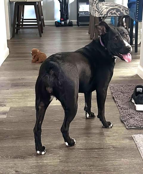 Mochi - Urgent Foster or Foster to adopt needed! 6