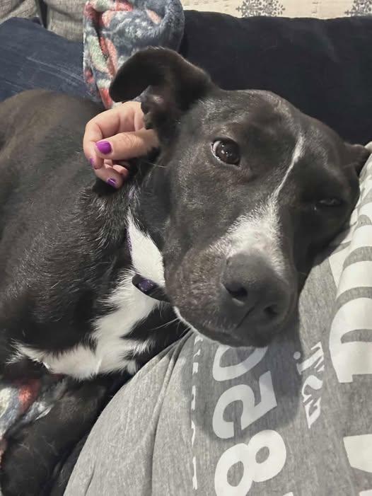 Mochi - Urgent Foster or Foster to adopt needed! 2