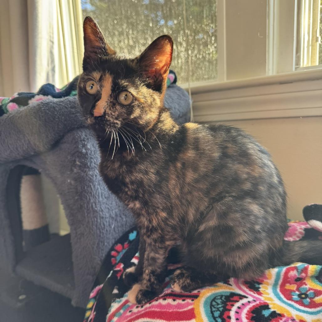 Enlarge Moana & Arielle, a Adoptable Domestic Short Hair in Ashland, MA image 2/4