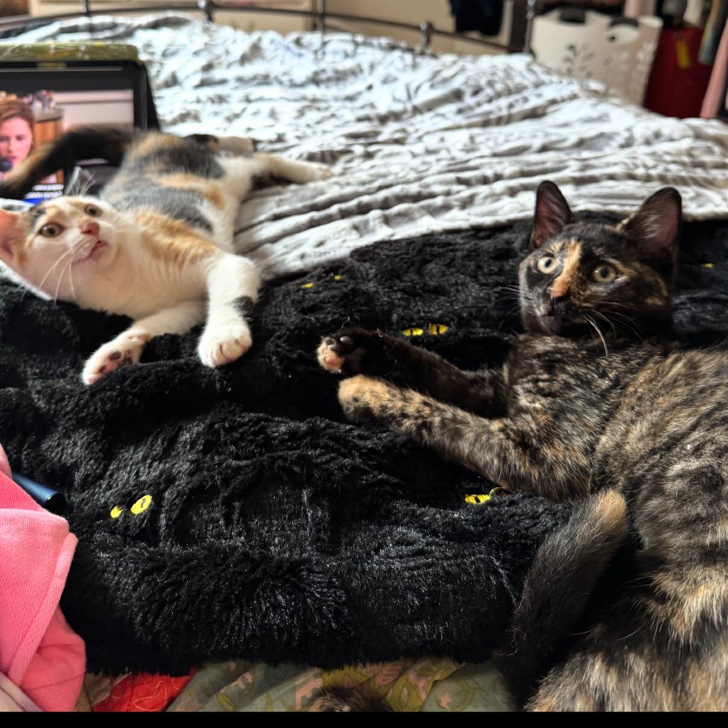 Enlarge Moana & Arielle, a Adoptable Domestic Short Hair in Ashland, MA image 3/4
