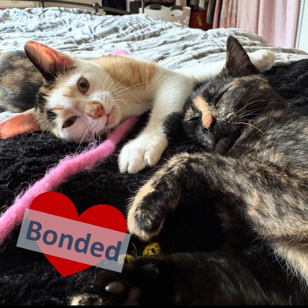 Enlarge Moana & Arielle, a Adoptable Domestic Short Hair in Ashland, MA image 4/4