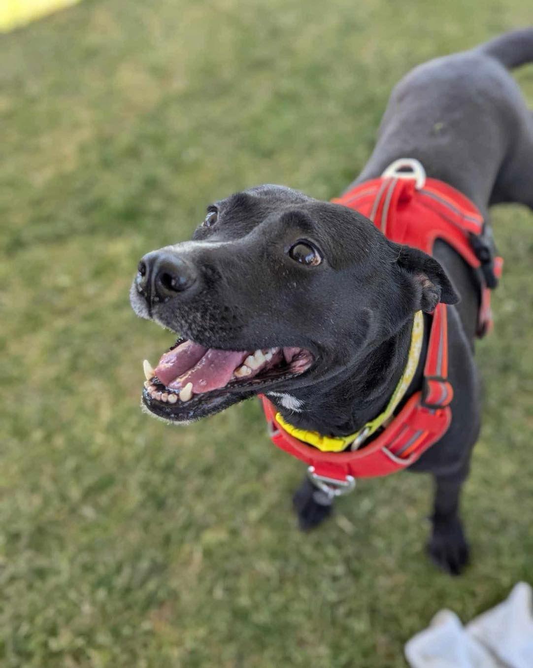 Reba, a Adoptable Pit Bull Terrier in El Centro, CA image 2/3