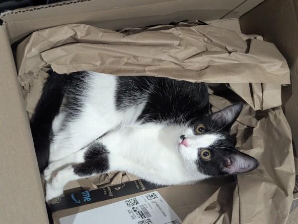 Punky , an adopted Domestic Short Hair in Kannapolis, NC image 3/6
