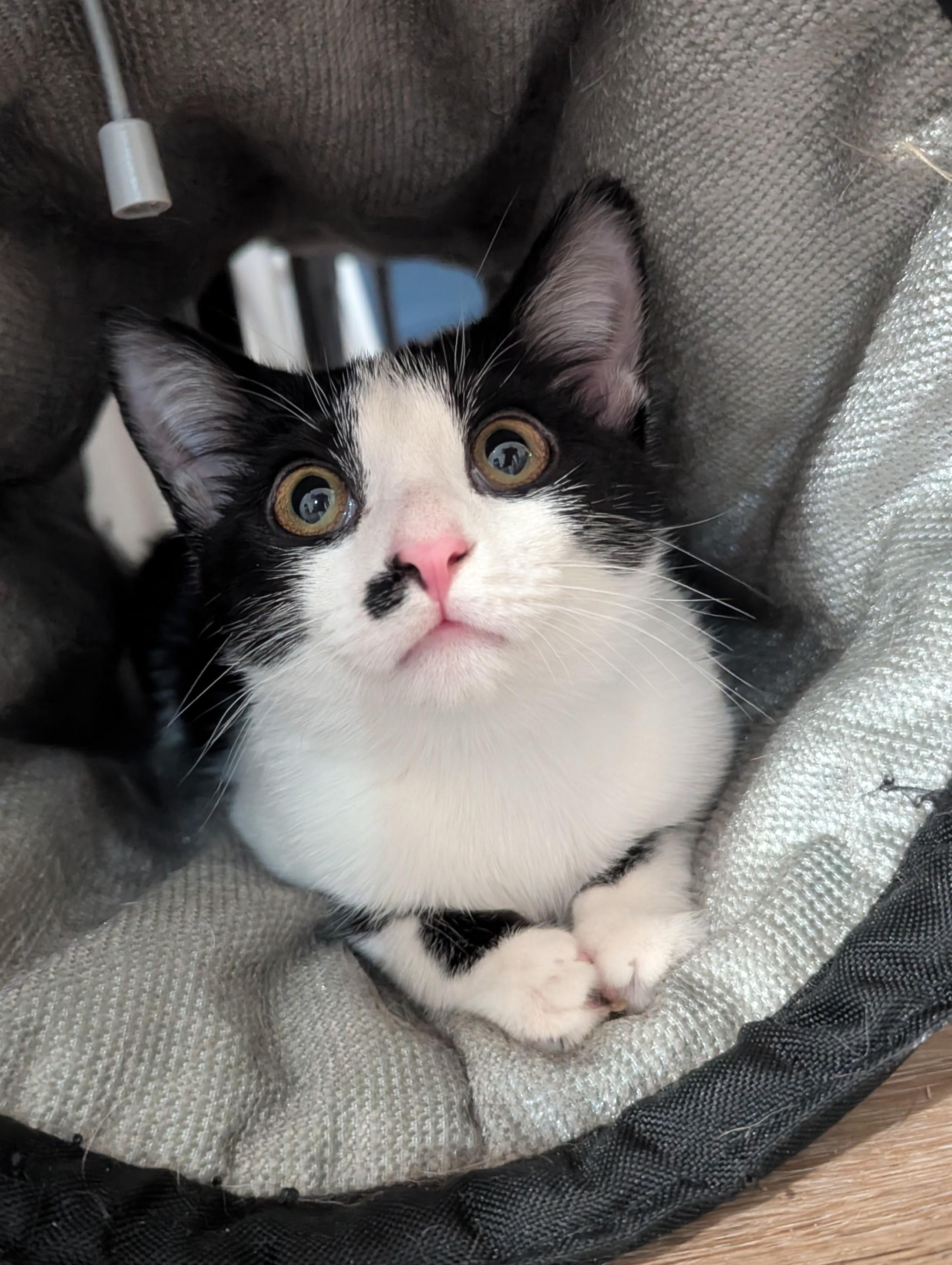 Punky , adopted, Young Female Domestic Short Hair.