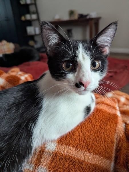Punky , an adopted Domestic Short Hair in Kannapolis, NC image 2/6